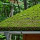 Moss covered roof - roof cleaning